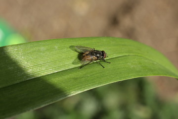 Tachinaire hérissonne (Tachina fera)