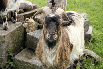 Fototapeta premium Ziegenherde