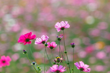 Cosmos flower meadows,Cosmos,flowers cosmos of Singha Park Chiang Rai,Chiang Rai, Thailand.