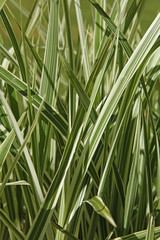 Carex ‘ice dance’