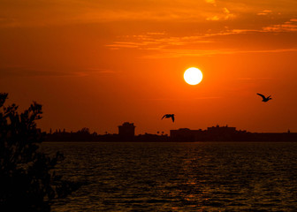 Ducks flying at the sunset