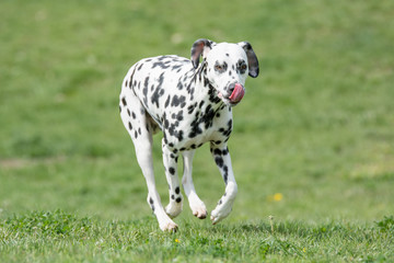 A young beautiful Dalmatian dog running on the grass