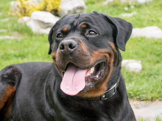 Head shot of Rottweiler . Selective focus on the dog