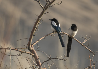 Eurasian magpie