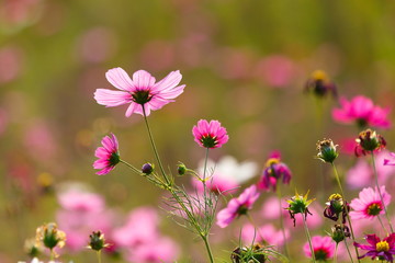 Cosmos flower meadows,Cosmos,flowers cosmos of Singha Park Chiang Rai,Chiang Rai, Thailand.