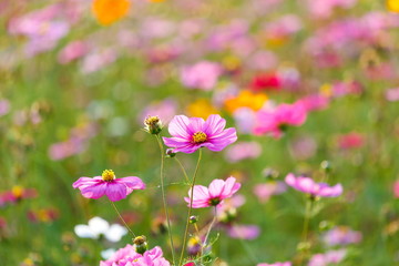 Obraz premium Cosmos flower meadows,Cosmos,flowers cosmos of Singha Park Chiang Rai,Chiang Rai, Thailand.