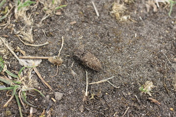 Agrypnus murinus
