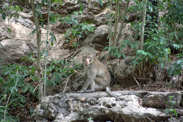 monkey