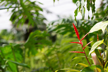 Guzmania  © macro_life