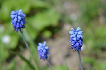 Spring flowers muscari at spring closeup