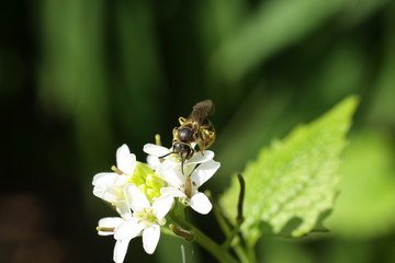 Hyménoptère sp. (non identifié)