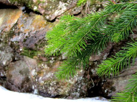 Spruce branch on a background of rocks 