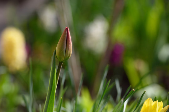Fresh bud of tulips in a home garden