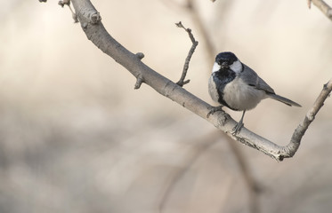 Naklejka premium Cinereous tit (Parus cinereus)