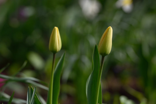 Fresh buds of tulips in a home garden