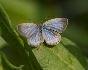 Pale Grass Blue - Butterfly (Zizeeria maha) 