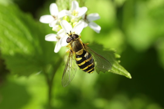 Syrphe du Groseillier (Syrphus ribesii)
