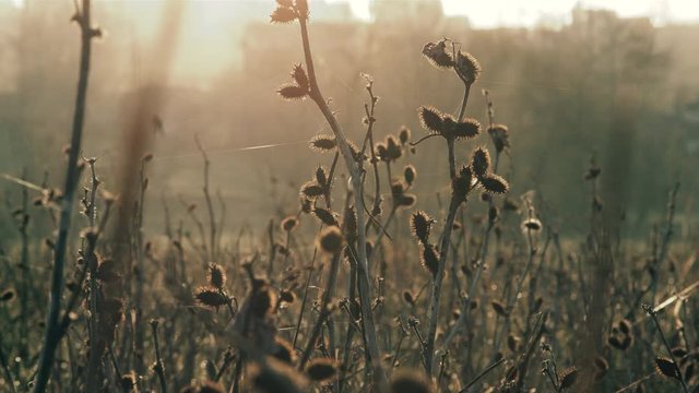 German shorthaired pointer posing in the field