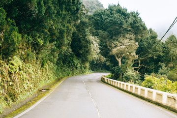Empty road through green forest in Spain