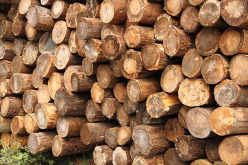 Holzpolter im Schwarzwald