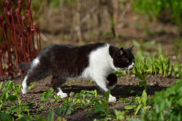 Naklejka na ściany i meble A beautiful black and white cat walks and plays on the territory of the house
