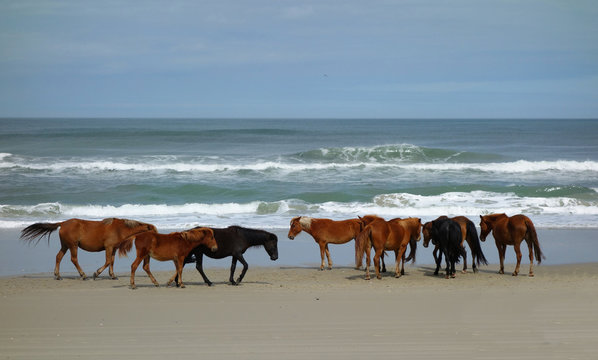 Wild Beach Horses