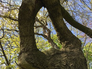Baum als Zeichen der Nachhaligkeit