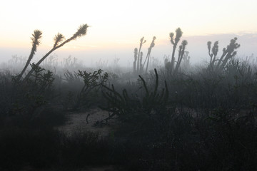 Cacti in morning mist, Sonora Desert, Baja California Sur, Mexico