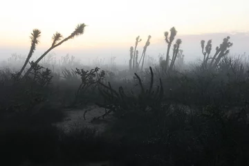 Zelfklevend Fotobehang Cacti in morning mist, Sonora Desert, Baja California Sur, Mexico © Travel Nerd