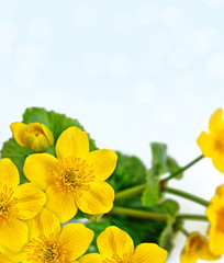 Bright colorful yellow flowers against the background of the summer landscape.