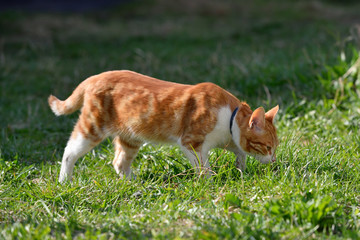 Naklejka na ściany i meble A beautiful ginger cat walks and plays on the territory of the house