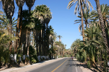 Fototapeta na wymiar San Ignacio, Baja California Sur, Mexico