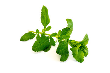 Stevia Pflanze isoliert freigestellt auf weißen Hintergrund, Freisteller
