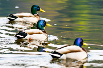 Stockenten (Anas platyrhynchos)