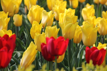 Fototapeta premium Avenue of tulips in the spring