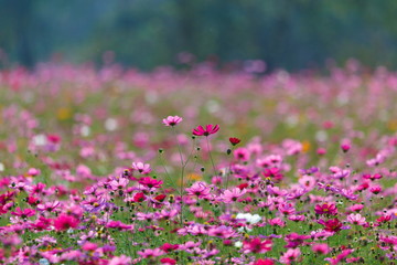 Obraz na płótnie Canvas Cosmos flower meadows,Cosmos,flowers cosmos of Singha Park Chiang Rai,Chiang Rai, Thailand.