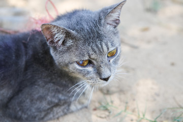 Shelter for homeless Cats