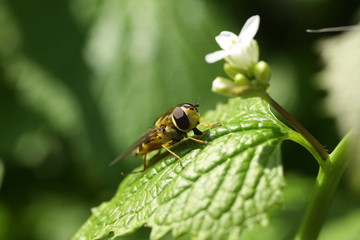 Syrphe du Groseillier (Syrphus ribesii)
