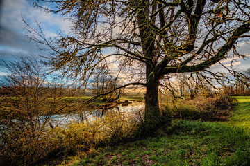 Fototapeta na wymiar Pond with backlit tree