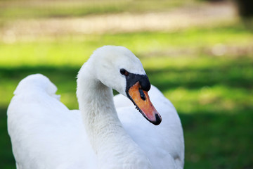 White beautiful swan