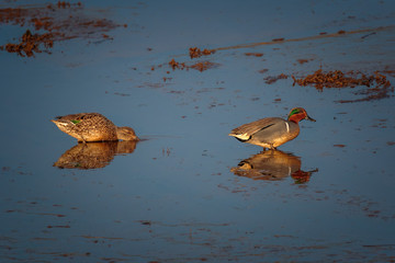 Green Winged Teal Hen and Drake