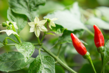 Obraz premium Chili tree in the garden