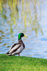 Duck on the grass