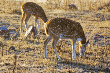 Naklejka na ściany i meble Indian Red Deer, Chital, foraging for food in the early morning sunlight in Ranthambore National Park.