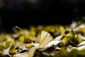 Gingko Blätter / Gingko Leafs