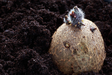 The potatoes with sprouts