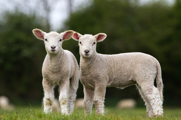 Fototapeta premium Pair of Cute Lambs looking at camera stood in field