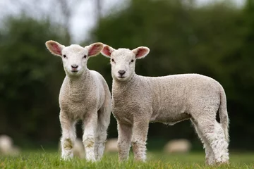 Cercles muraux Moutons Paire d& 39 agneaux mignons regardant la caméra se tenait dans le champ