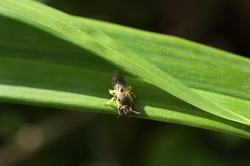 Hyménoptère sp. (non identifié)