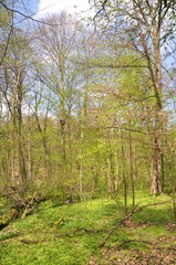 leuchtender Wald